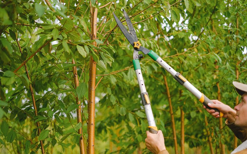 Tree trimming in Poplar, MT