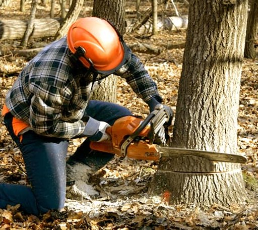 Tree Removal in Poplar, MT